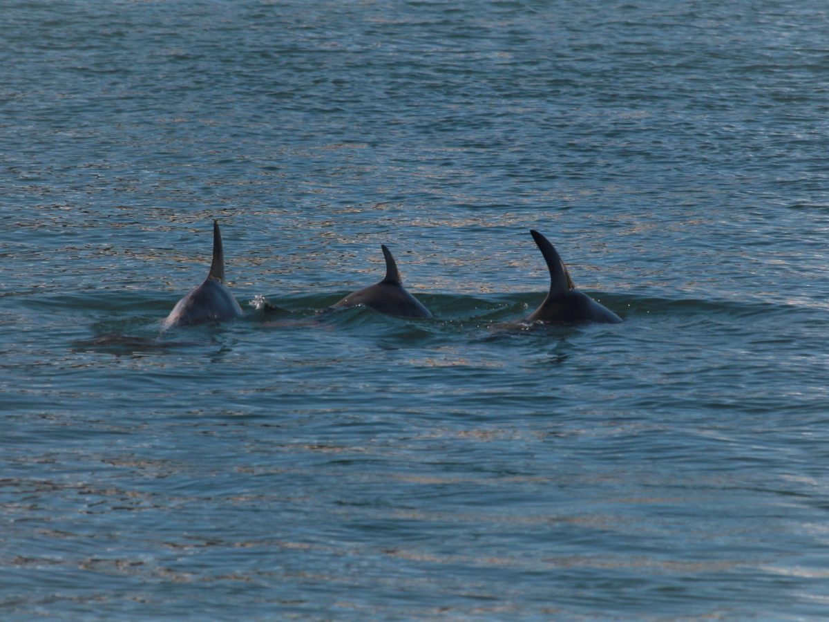 Dolphine